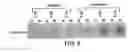 Fig. 15 - Osteoactivin protein and nucleic acids encoding the same, compositions and methods of stimulating bone differentiation