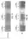 Fig. 16 - Osteoactivin protein and nucleic acids encoding the same, compositions and methods of stimulating bone differentiation