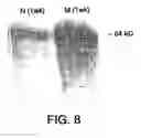 Fig. 17 - Osteoactivin protein and nucleic acids encoding the same, compositions and methods of stimulating bone differentiation