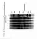 Fig. 07 - Synthetic genes for enhanced expression