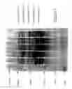 Fig. 10 - Synthetic genes for enhanced expression