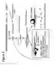 Fig. 04 - RNA interference mediated inhibition of STAT3 gene expression using short interfering nucleic acid (siNA)