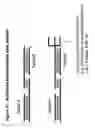 Fig. 32 - RNA interference mediated inhibition of STAT3 gene expression using short interfering nucleic acid (siNA)