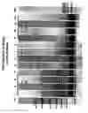 Fig. 03 - Universal amplification of fragmented RNA