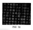 Fig. 03 - Probe for mass spectrometry