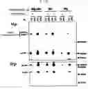 Fig. 02 - SMG-1 binding protein and screening method for substances that can regulate the activity thereof