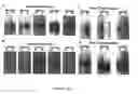 Fig. 13 - Use of representations of DNA for genetic analysis