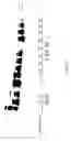 Fig. 06 - Amino acid modified polypeptides