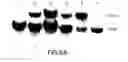 Fig. 08 - Artificial mammalian chromosome
