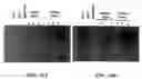 Fig. 44 - β-secretase enzyme compositions and methods