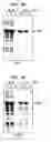 Fig. 07 - Modified chitin-binding domain and use thereof