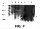 Fig. 08 - Polypeptides sharing sequence identity with a fibroblast growth factor polypeptide and nucleic acids encoding the same