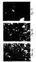 Fig. 02 - Recombinant cell clones having increased stability and methods of making and using the same
