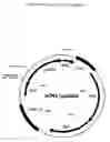 Fig. 01 - Process for the fermentative production of L-amino acids by attenuation of the poxB gene