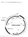 Fig. 02 - Process for the fermentative production of L-amino acids by attenuation of the poxB gene