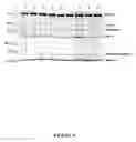 Fig. 09 - Methods of adenovirus purification