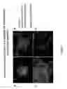 Fig. 03 - Induction and high-yield preparative purification of mesencephalic dopaminergic neuronal progenitor cells and dopaminergic neurons from human embryonic stem cells