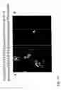 Fig. 20 - Induction and high-yield preparative purification of mesencephalic dopaminergic neuronal progenitor cells and dopaminergic neurons from human embryonic stem cells
