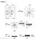 Fig. 03 - Micelle-controlled nanoparticle synthesis for SERS