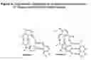 Fig. 06 - Methods and compositions for blocking progression of a disease state
