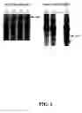 Fig. 02 - Compounds and methods for treating and screening viral reactivation