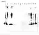 Fig. 06 - Vaccines