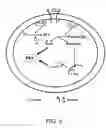 Fig. 06 - Compositions and methods for detecting intracellular glucose and analogs thereof