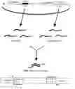 Fig. 01 - siRNA expression system and method for producing functional gene knock-down cell using the system