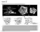 Fig. 23 - Methods for treating pain