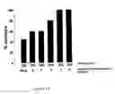Fig. 14 - Method of augmenting the antitumor activity of anticancer agents