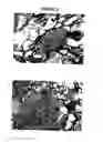 Fig. 04 - Biocompatible polymer compositions for dual or multi staged curing