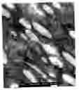 Fig. 02 - Elastic blends comprising crystalline polymer and crystallizable polymers of propylene