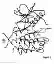 Fig. 02 - Crystal structure of VEGFRKD: ligand complexes and methods of use thereof