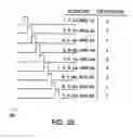 Fig. 06 - Detection, imaging and characterization of breast tumors