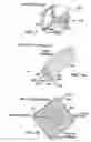 Fig. 12 - Detection, imaging and characterization of breast tumors