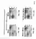 Fig. 22 - Detection, imaging and characterization of breast tumors