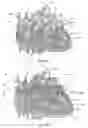Fig. 29 - Systems for heart treatment