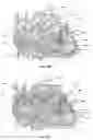 Fig. 30 - Systems for heart treatment