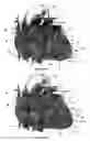 Fig. 41 - Systems for heart treatment