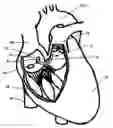 Fig. 01 - Systems for heart treatment