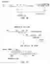 Fig. 29 - Production of recombinant polypeptides by bovine species and transgenic methods