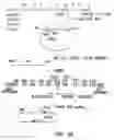 Fig. 30 - Production of recombinant polypeptides by bovine species and transgenic methods