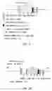 Fig. 33 - Production of recombinant polypeptides by bovine species and transgenic methods