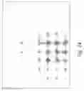 Fig. 43 - Genomic modification