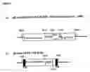 Fig. 02 - Method of generating new fluorescent fish by breeding transgenic fluorescent fish with fish with different phenotype and new fluorescent fish generated therefrom