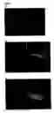 Fig. 08 - Method of generating new fluorescent fish by breeding transgenic fluorescent fish with fish with different phenotype and new fluorescent fish generated therefrom