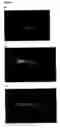 Fig. 09 - Method of generating new fluorescent fish by breeding transgenic fluorescent fish with fish with different phenotype and new fluorescent fish generated therefrom