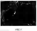 Fig. 02 - Peach tree named 'S 6359'
