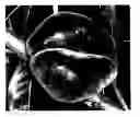 Fig. 01 - Peach tree named 'S 5848'