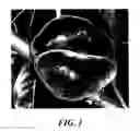 Fig. 02 - Peach tree named 'S 5848'